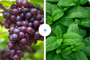 Tecnologia Buletedan