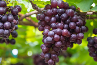 Tecnologia Buletedan