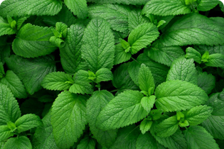 Tecnologia Buletedan