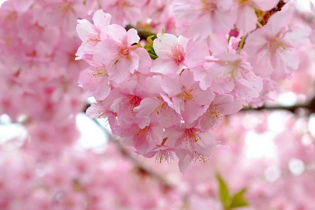 Tecnologia Buletedan